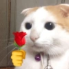 Chill | Cat Meme TikTok 26