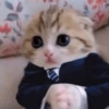 🌈🐈‍⬛✨️Gatos Funny Mood✨️🐈‍⬛🌈 12
