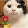 Chill | Cat Meme TikTok 30