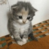 Gatitos. | @ocenferios  Haki. 9