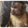 MACACO 5