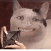Cat meme funny 15