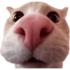 Gatitos para el chat 🫪 13