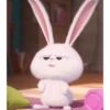Bunny kelinci 3