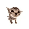 🐈GATO-s MEME-s🌐 16