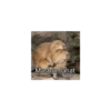Capybara  21