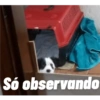 Dog 9