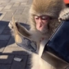 Monkey Mood 30