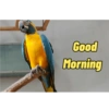 Good Morning 8