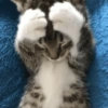 🐈-Cats-🐈 19
