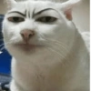 Gatos em alta 8