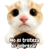 Frases de gatito #2🐱💬 11