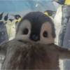Pingüino cute🐧 18