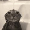 Gatos sapecas 🐈 8
