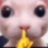 Gatos shit 🐈‍⬛❤️ 11