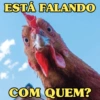 GALINHAS DEBOCHADAS 🐔 15