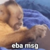 🐒 Macaco Engraçado  18