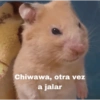 Chiwawa, otra vez a jalar