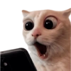 Gatitos para el chat 🫪 6