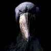 Dark Beak