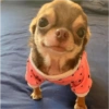 Perritos para reaccionar 🤭🐶💯 7