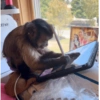 Monky moods 7