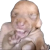 Animales pedorros 16