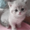 Gatitos. | @ocenferios  Haki. 5
