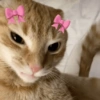 Gatitos 🎀 8