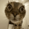 Cat meme funny 5