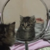 Gatitos 🤭 10
