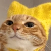 🧿Gatos 🐈🐱 13