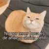 🙈 ANIMALITOS CON TEXTOS 😎 7
