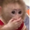 Macacos fofos 🐵🙈 12