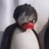 Pingu. | @ocenferios  Haki. 6
