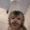 Monos muy monitos 🐒🐵🐒 12