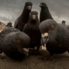 Pigeon Gang