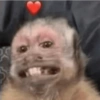 MIQUITOS 8