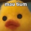 Meme asoyy 12