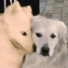 Cachorros que você deve usar 13