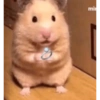 Hamster Reaction  11