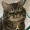 🧿Gatos 🐈🐱 7