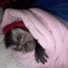 Monky moods 8