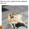 Cat meme funny 24