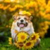 🌻 Flores amarillas 💐perros 2🐕 9