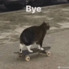 Meow Memes 😾 9