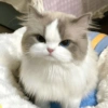 Kucing Marah😡 6