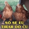 GALINHAS DEBOCHADAS 🐔 14