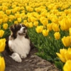 🌻 Flores amarillas 💐perros 2🐕 13