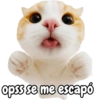 Frases de gatito #2🐱💬 15